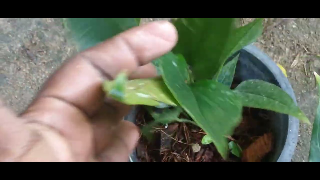 ඔන්න ආයේත් ආවා ☺️අඩුවට පැකේජ් දෙකක් අරන් ,ඕන අය මේ පැත්තට  ☎️0760036837☎️RMmyvlogs-4