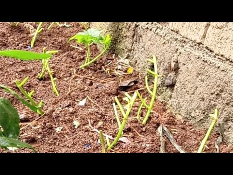 Nagtanim ako kamote sa gilid nang bahay namen#sweetpotato#viralvideos