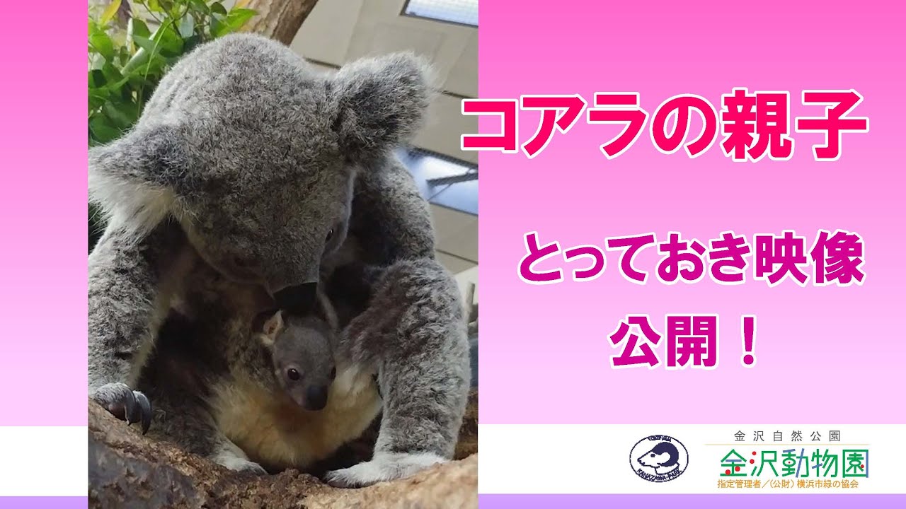 コアラの親子 とっておき映像 横浜市立金沢動物園公式 Youtube コアラの親子 とっておき映像 横浜市立金沢動物園公式 Youtube