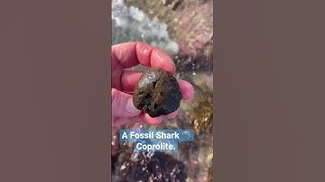 SPOT The Unusual Fossil?🤔#shorts#fossilhunting