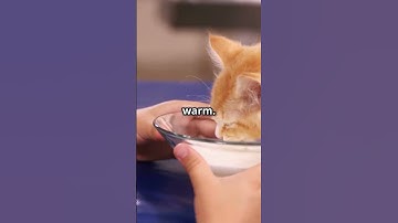 invideo ai 1080 Lily the Cat