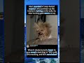 The Dark Lord Awakens: Static Hair + Evil Stare!#foryou #fyp #animals #funny