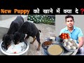 What To Feed A Puppy | New Puppy Diet Plan | Best Homemade Puppy Diet | Puppies Full Day Of Eating