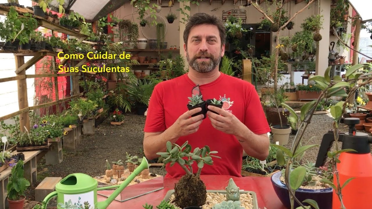 Como Cuidar de Suas Suculentas Como Cuidar de Suas Suculentas