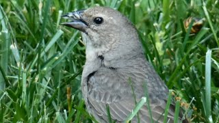 Female cowbird call / song / sounds & activities | Brown headed