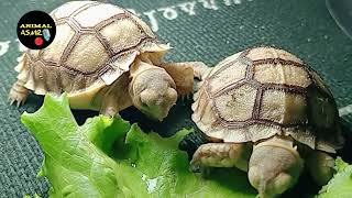 Tortoise eating vegetable