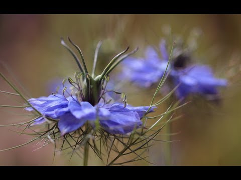 Video: Nigella (nigella) - Cultivation And Use