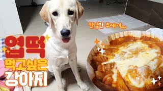 Puppy Wants Spicy rice cake ! (Tteokbokki) Labrador Retriever wants my food XD