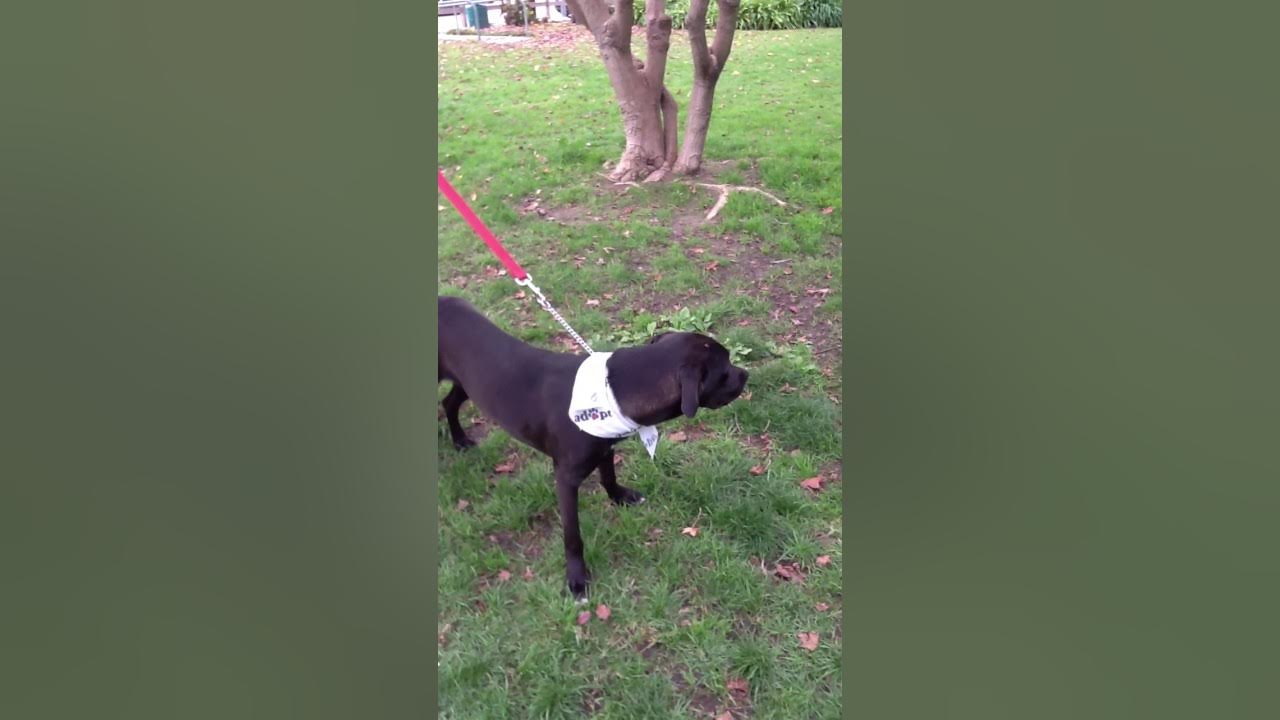 How To Train a Labrador Puppy To Stop Biting YouTube