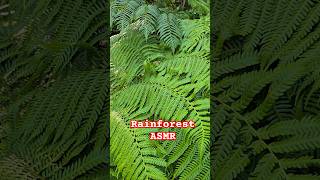 Rainforest ASMR. #ASMR #RAINFOREST #nature