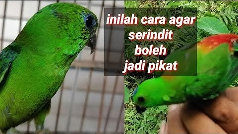 Inilah cara agar burung serindit bisa cepat kita jadikan pikat/untuk jadi pancingan
