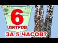 Березовый сок. Как собирать берёзовый сок БЫСТРО при походе в лес весной