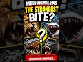 Which Animal Has the Strongest Bite? #shorts