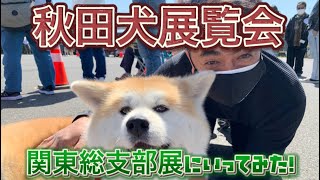 秋田犬展覧会【関東総支部展】に行ってみた令和3年4月18日【秋田犬】【天然記念物】#秋田犬#akitainu#akitadog #akitainuexhibition#秋田犬保存会