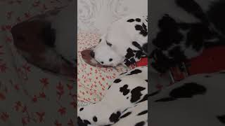 Прилив нежности )  #pets #собака #позитив #10самых