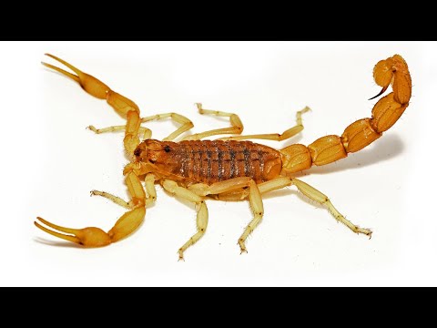 Video: Wie Man Einem Skorpion Eine Freude Macht