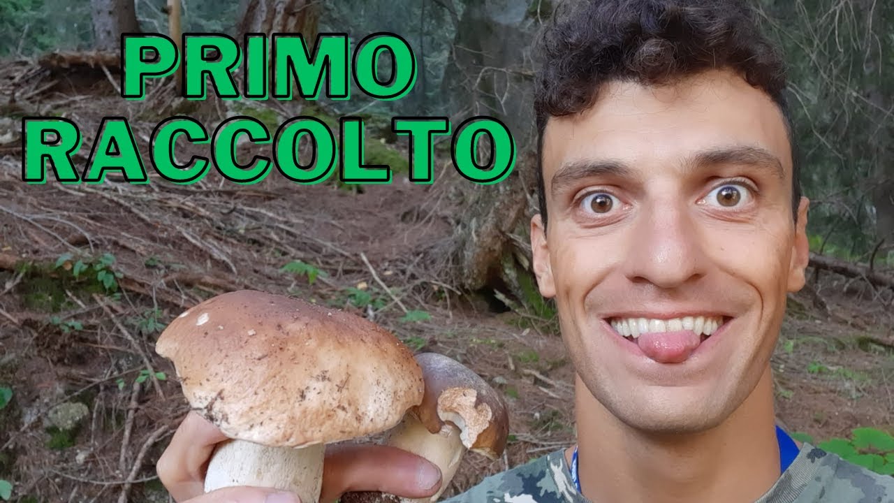 Porcini che passione YouTube