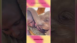 Unconditional Love From Baby Elephant ♥ shorts