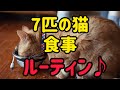 【猫多頭飼いの日常】7匹のねこ達の食事ルーティン