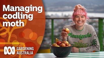 Try these methods to manage codling moth and save your fruit | Pest Control | Gardening Australia