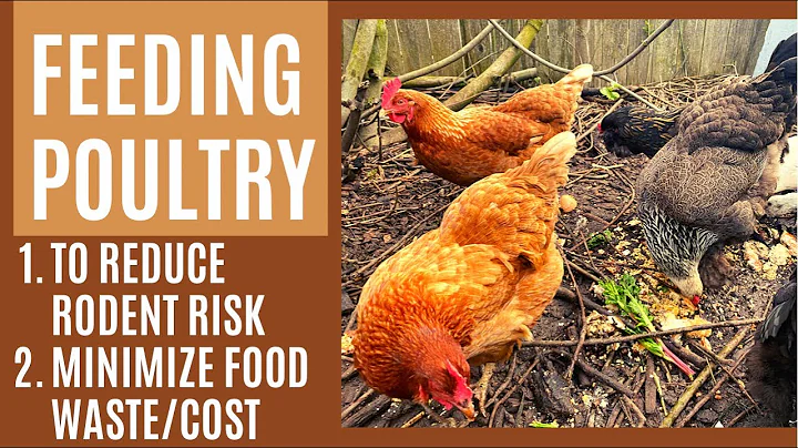 My Poultry-Feeding Routine: Kitchen Scraps and Discouraging Rodents