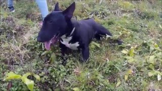 Spacebullacores Mini Bull Terrier - As Aventuras De Fidel 8 Months