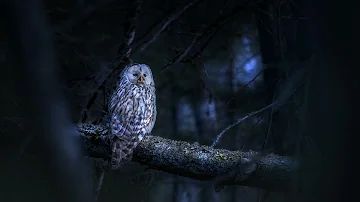 (10 HOURS) Beautiful Haunting Owl Calls - Owl Sound Effects, Hoots to Relax and Sleep (Scare Birds!)