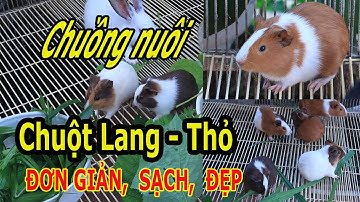 Chuồng Nuôi Chuột Lang, Chuồng Nuôi Thỏ - Đơn Giản, Sạch Đẹp