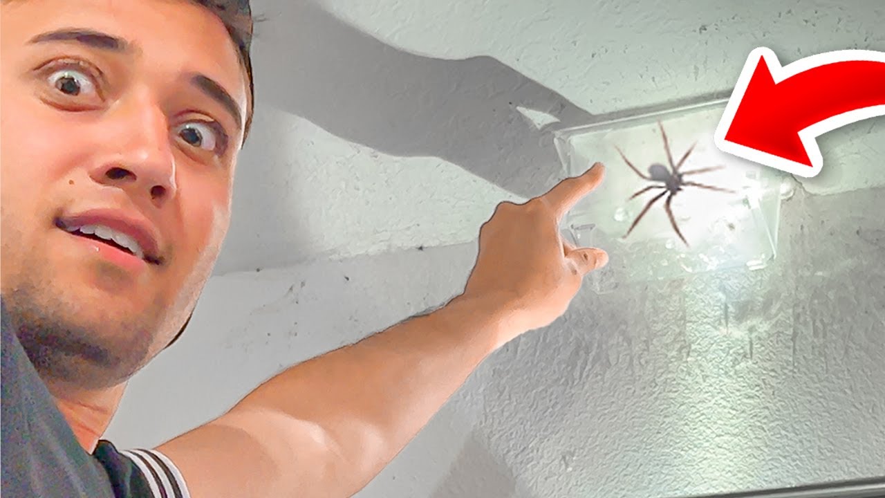 Não acredito uma aranha invadiu o estúdio dos meus animais…