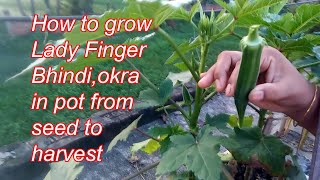 বারো মাস টবে ঢেঁড়স চাষ পদ্ধতি। How to grow Lady Finger/ Bhindi /okra in pot from seed to harvest.