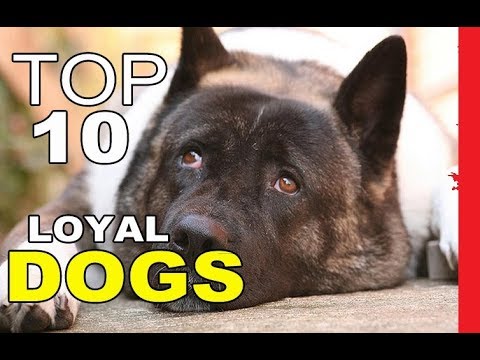 Video: Beoordeling van de slimste en meest loyale hondenrassen