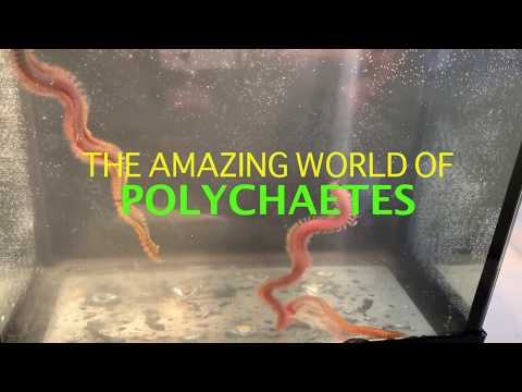 The Amazing World of Polychaetes