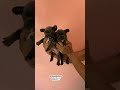 Twins brothers  dog animals pet viral fun puppy frenchbulldog funny today cat trending