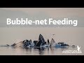 Humpback Whales Bubble-net Feeding in Alaska&#39;s Inside Passage 2019