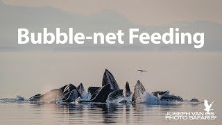 Humpback Whales Bubble-net Feeding in Alaska&#39;s Inside Passage 2019