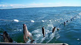 Amazing Net Fishing Skill -Most Satisfying Big Catch Fishing At Sea With Beautiful Natural