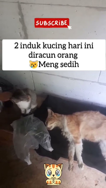 😿sedih #cat #catshorts #catlovers #shortvideo #shortsviral #shots #shorts #short #shortsfeed #kitten