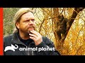 Incredible Baby Sasquatch Sighting | Finding Bigfoot
