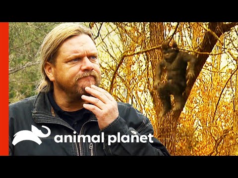 Video: Bigfoot și Faptele Incredibile Ale Existenței Sale - Vedere Alternativă