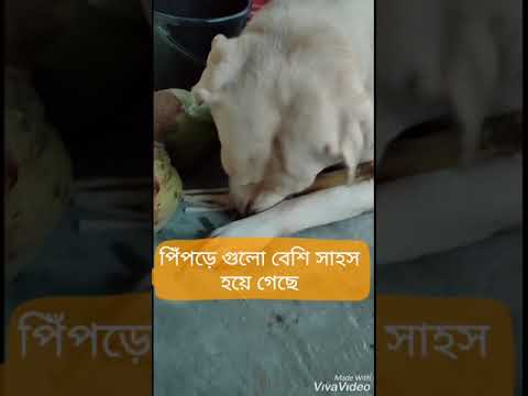 ভিডিও: আপনার নতুন প্রিয় পোডকাস্ট, পোষা প্রাণীর সাথে জীবন যাপন সম্পর্কে আপনার যা জানা দরকার Everything