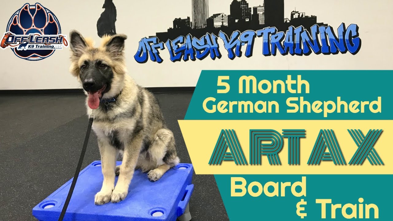 German Shepherd, Artax, 5 mo Best German Shepherd Trainers Off