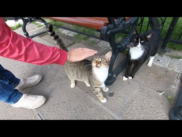 Tuxedo cat, ginger cat and tabby cat want food and love at the park