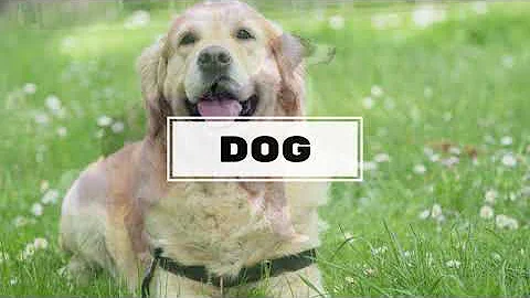 Farm Animal Sounds for Children (20 Amazing Animals)