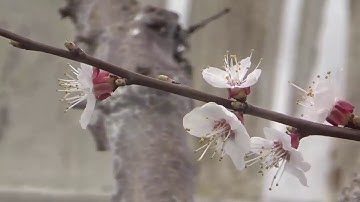 MARIA, new images, L Arpeggiata, Christina Pluhar