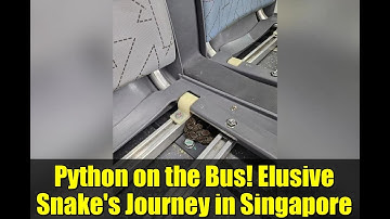 Python on the Bus! Elusive Snake