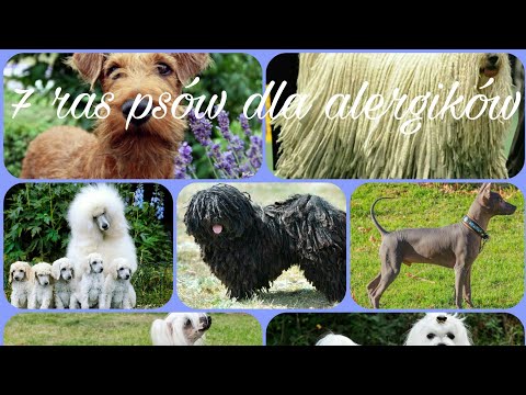 Wideo: Najlepsze Psy Hipoalergiczne Dla Alergików