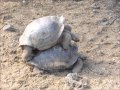 Galapagos tortoises