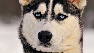 Не облизывайте кошек и собак, глисты будут Не облизывайте кошек и собак, глисты будут