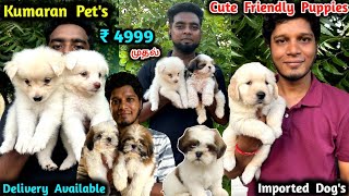 இவ்ளோ குட்டியான Puppies ah | ₹ 4999 முதல் Cute Dog breeds | imported quality | toy breed dogs