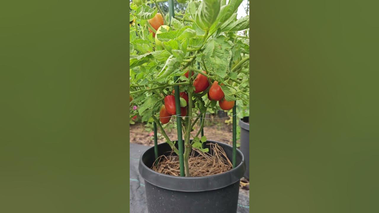 Growing ROMA tomatoes in containers... and dealing with hornworms 